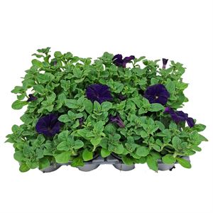 Bild von Petunia P9 Blue